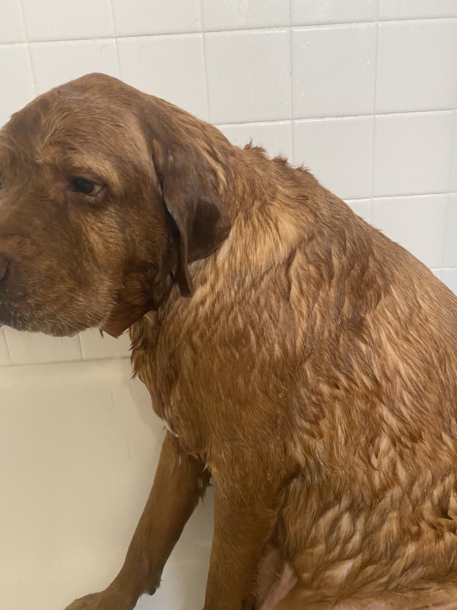 Apollo got a new toy, so he gets out the old one. They both got washed, because it’s bath night! The face, could he be more miserable? #dogsoftwitter #CatsofTwittter #dogsofX