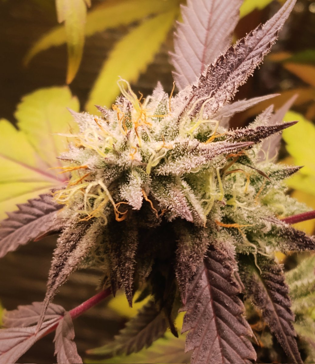 Cryptof97892286's tweet photo. Queens Bread, showing off her purple colors. Hopefully you've had a good weekend. #Mmemberville #StonerFam 
#cannabisgrower #freetheplant https://t.co/lYKa8RyHTp