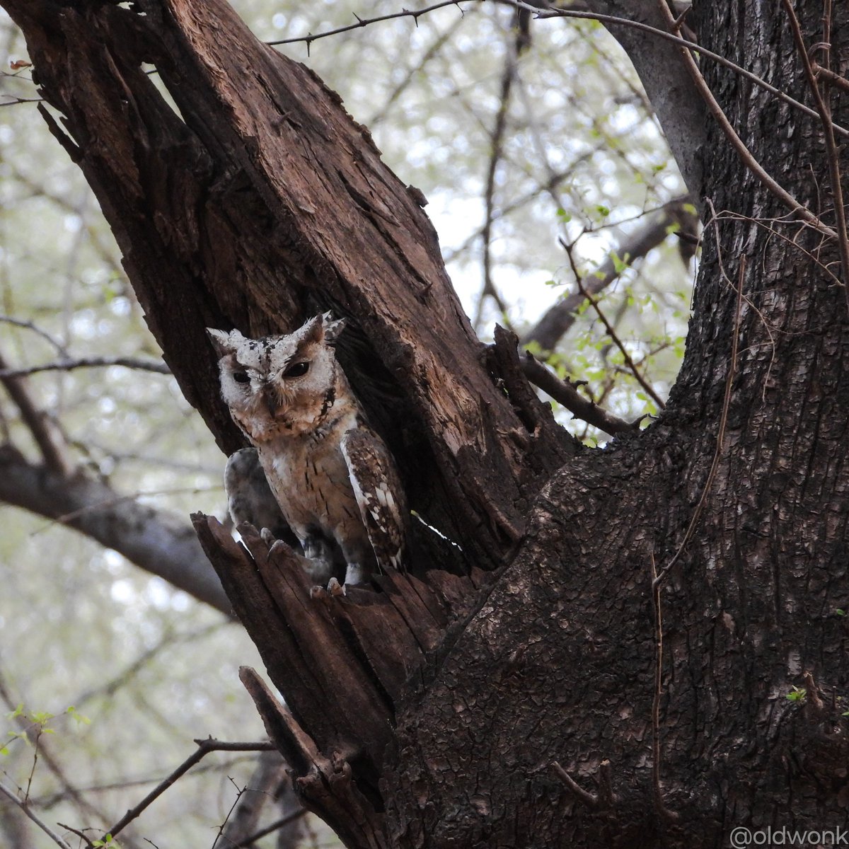 Indian Scops-Owl (Otus bakkamoena) 

Ranthambore NP, Sawaimadhopur. May 2023. 

#IndiAves #BirdsSeenIn2023 #BirdTwitter #TwitterNatureCommunity #BBCWildlifePOTD #Framed #ThePhotoHour #Owlsome🦉