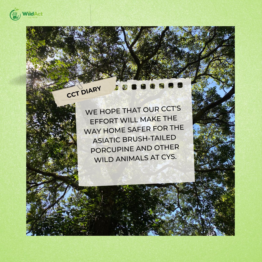 💪 During a patrol last November, the CCT team recorded and removed 35 traps placed on the Brush Tailed Porcupine’s track. We also rescued and safely released a female brush tailed porcupine back to the forest. See pictures for more info!
#WildAct #WeActforWildlife #wildlife