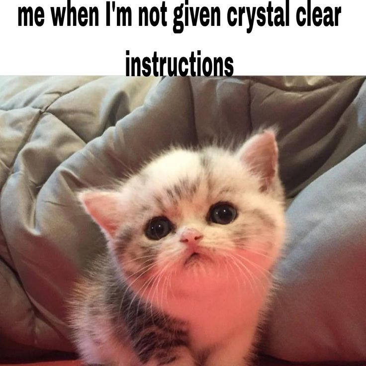 Memes to Show Your Cat tweet media