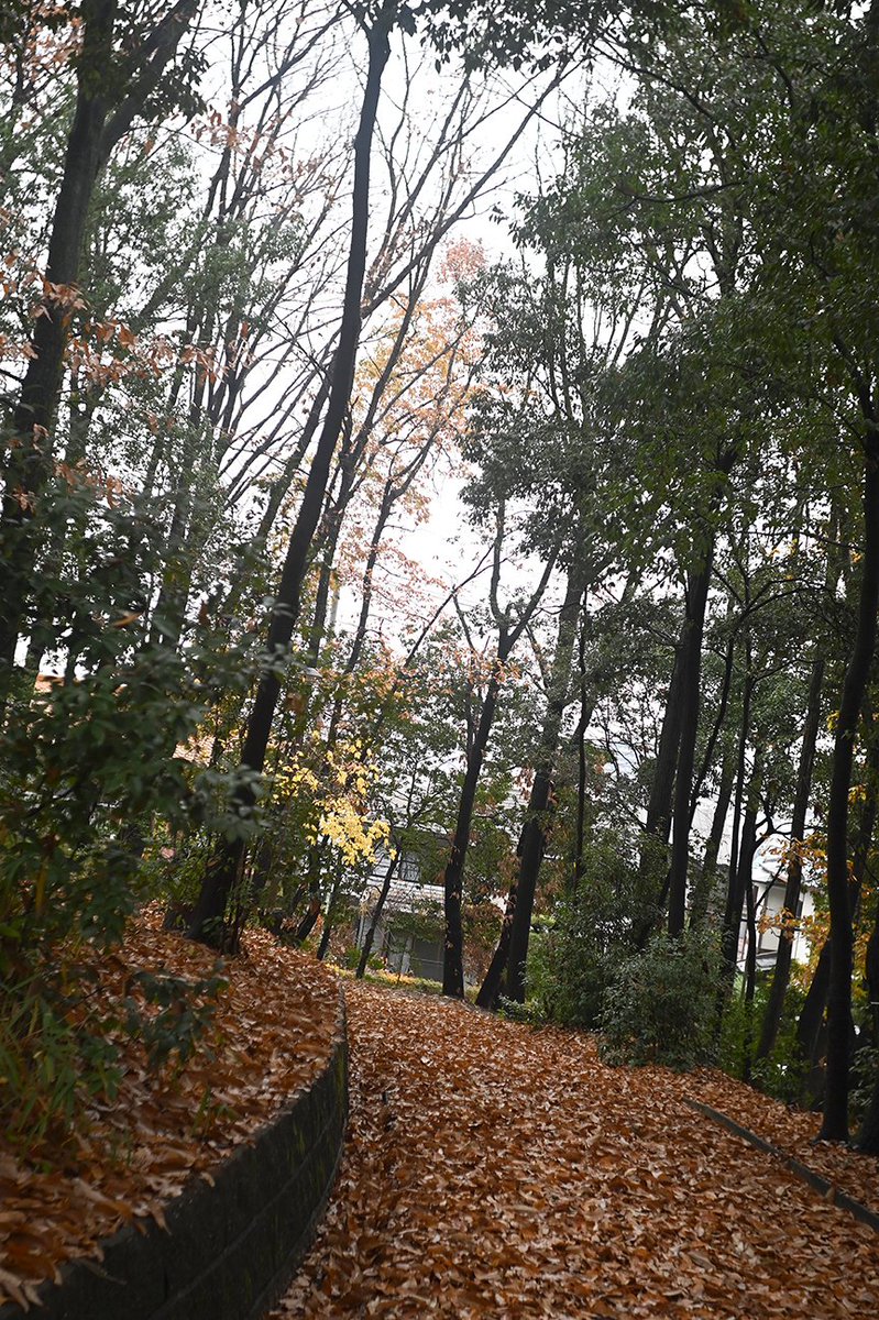 2nd_focus's tweet image. 2ndfocusのスタッフがP7で撮影した写真です📸📸📸
編集なし、調整なし🖼️
いかがでしょうか✍️✍️

#polaroptics 
#polar 
#solaron 
#solaron35 
#2ndfocus 
#復刻七枚玉