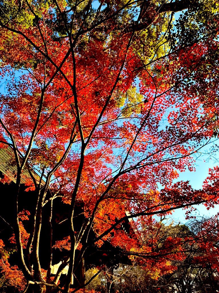 「昨日はたまたま通りかかったとこで紅葉などみて魂を癒した。綺麗だなあー」|サコのイラスト