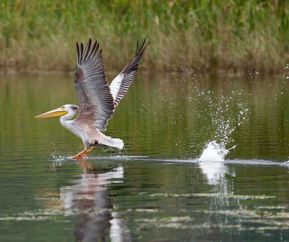 A White #Pelican landing on #LakeMutanda found in Uganda the pearl of Africa.
#birdsUganda