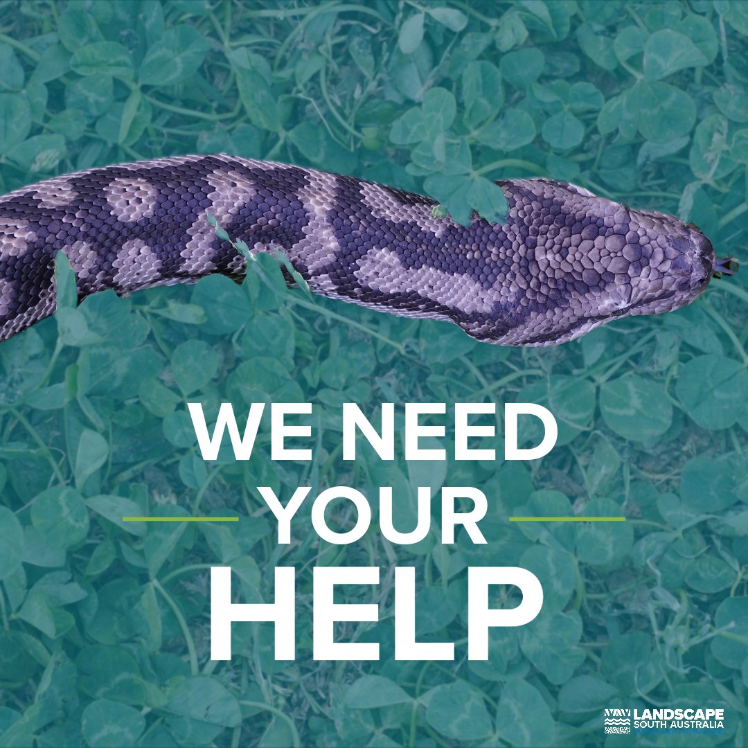 Have you seen a Murray-Darling carpet python in the region? If you answered yes, we’d love you to record your sightings in our easy-to-use online survey. Log your sightings online at arcg.is/01uqO