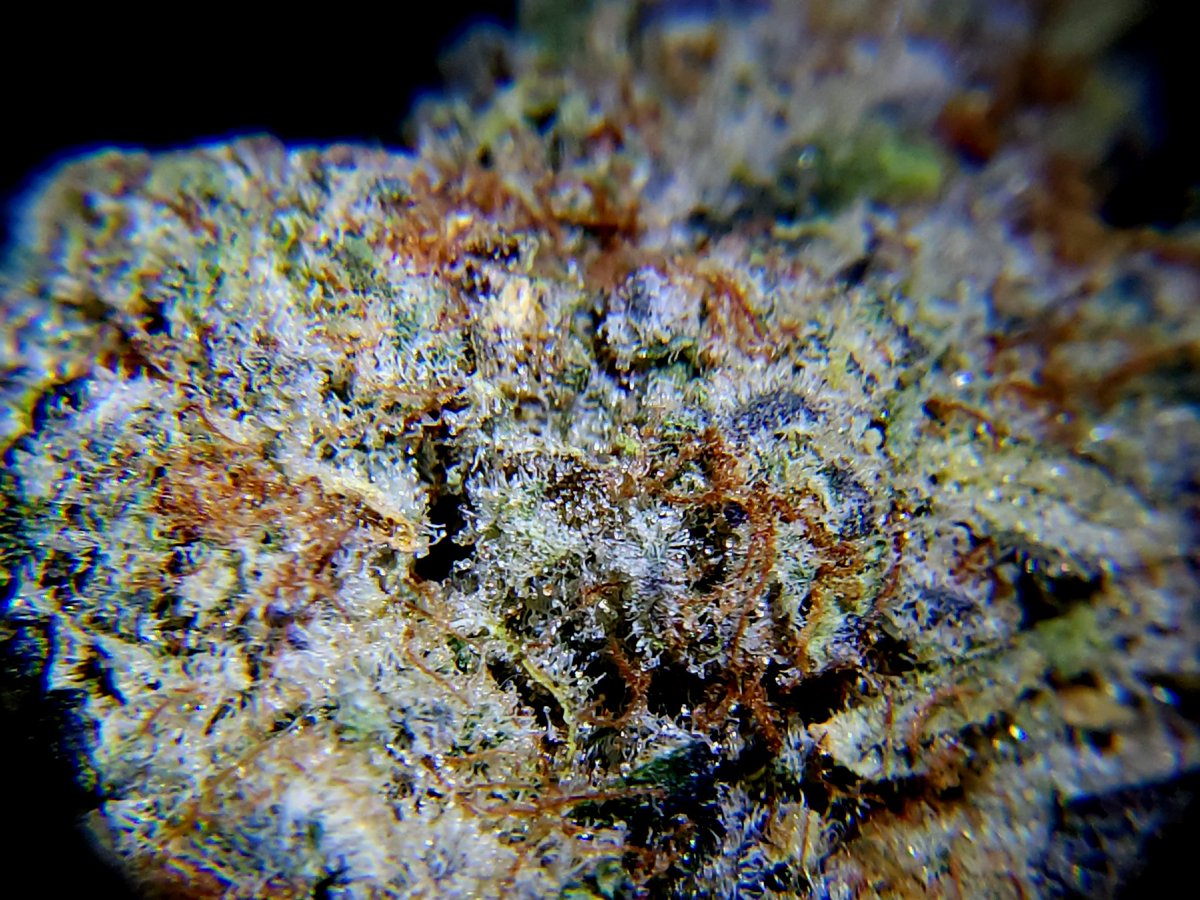 adam broomfield .. Pluviophile and photographer tweet media