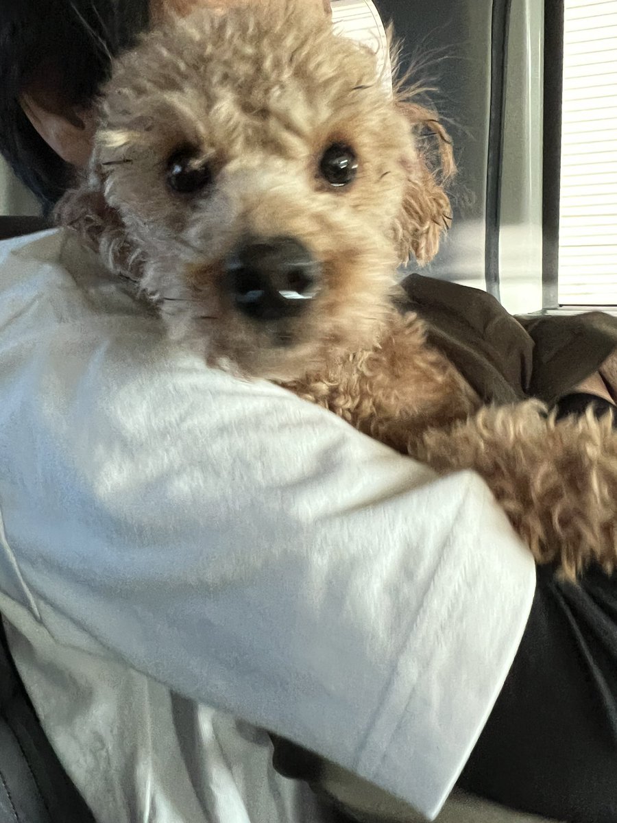 sakirin6880's tweet photo. #迷い犬   #拡散希望 
埼玉県ふじみ野市長宮付近にてトイプードルと思われる犬を保護しました。
人馴れしている様で当初怯えていましたが、抱き抱えられたので、大事に飼われていた子だと思います。
東入間警察署にて保護していただいております。飼い主様、お心当たりのある方、連絡お願いします。 https://t.co/e5ghNwPpW8