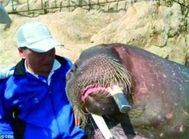 In 2016, a Chinese man named Jia attempted to take a selfie with a walrus at the Yeshanko Wildlife Zoo in Weihai, China. This choice, however, had unforeseen and tragic consequences.

While capturing a few photos, the large walrus suddenly assaulted Jia, grabbing him with its