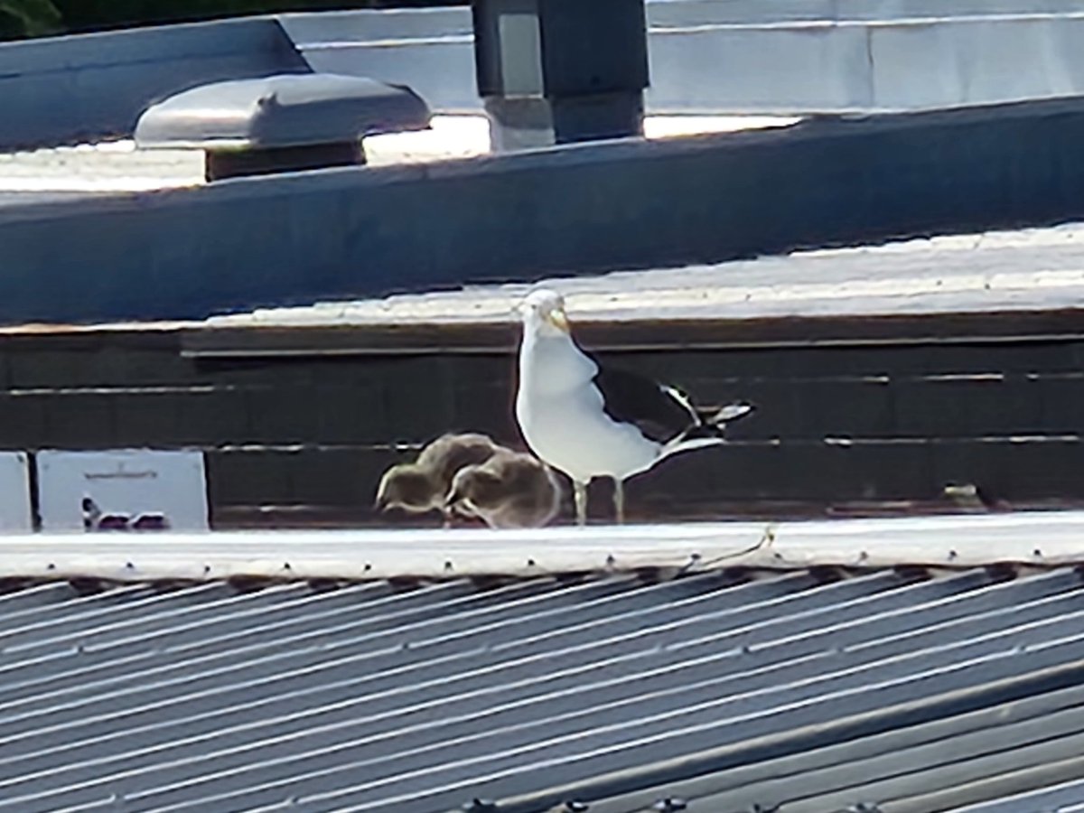 There are floofs outside our window, which may cause some delays in sample processing. We apologize for any inconvenience.