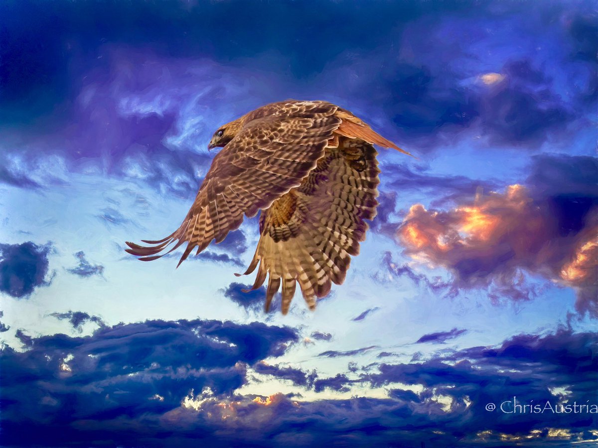 This is a majestic hawk 🦅 that I photographed as he flew above me. My first experience with animals was as a falconer working with birds of prey so I love capturing images of raptors @captureone 🎨 @topazlabs . . #photography #wildlifephotography #birdphotography #birdsofprey