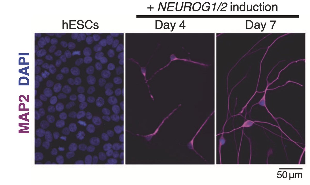 TWEETORIAL time! In new work, we identify required transcription factors for neural differentiation using a TFome-wide CRISPR knock-out library.

Congrats to first authors @congyiliv and <a href="/chaodai/">Chao Dai</a> (from our lab) and <a href="/ggaripler/">Gorkem Garipler, PhD</a> (from @estebanmazzoni lab). 👏👏👏