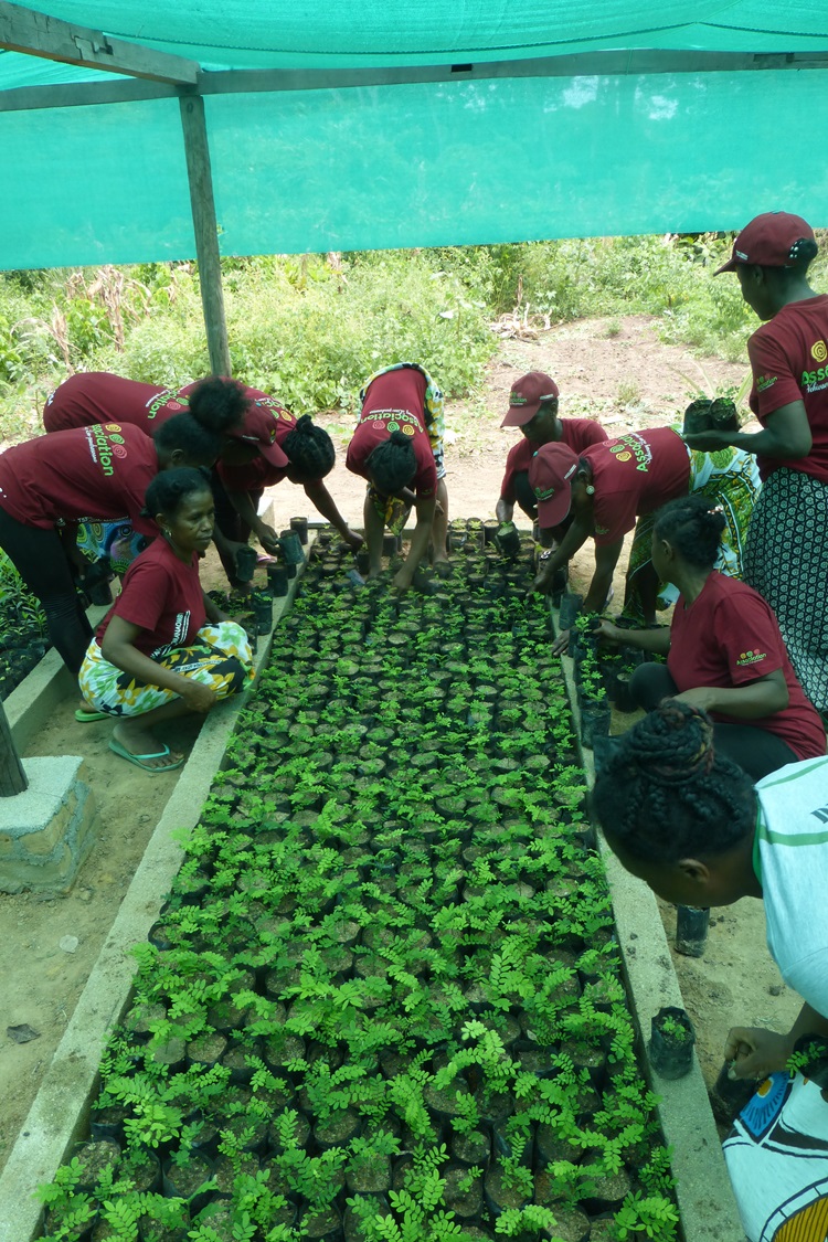 Impeccable nursery for native trees and fruit and spice trees managed by women's association adjacent to the Makirovana-Tsihomanaomby Protected Area #Madagascar. Thanks @UKBCFs + @FmhlMadagascar