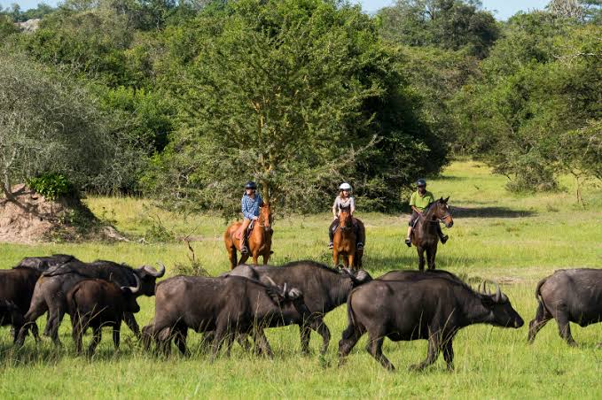Kamusiime01's tweet photo. "Explore Uganda! Rich culture, stunning landscapes and warm hospitality await. Your next adventure starts here." #VisitUganda 🇺🇬🌍✈️️ https://t.co/zo88Zs0WHA
