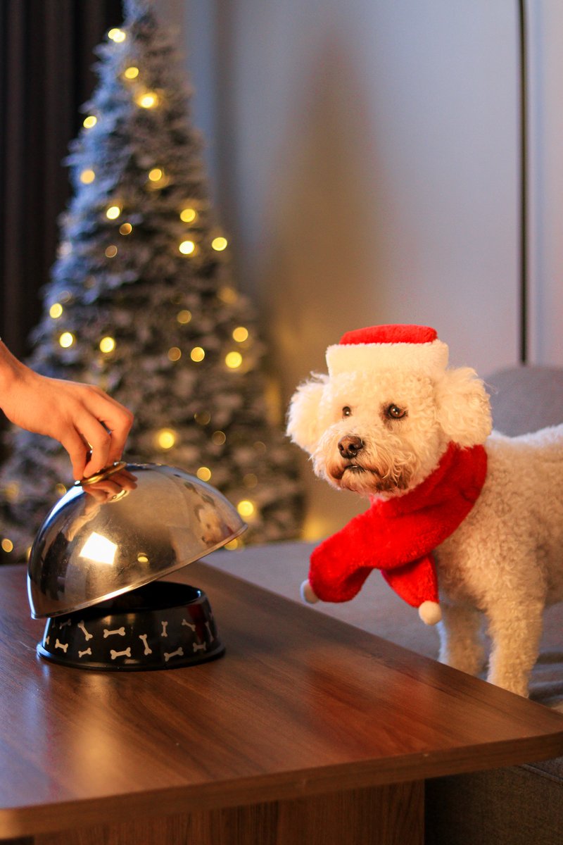Unwrap the joy of the season with your four-legged friend at The Kingsley, where festive cheer meets dog-friendly charm. 🐾🎄

#TheKingsley #Christmas #DogFriendlyHotel #DogFriendlyCork #Xmas #PetFriendly