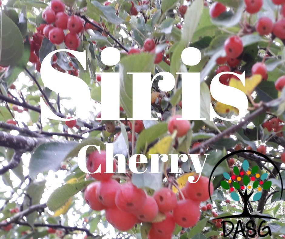 🌸
SIRIS - CHERRY
🍒
#Siris #Cherry #CherryTree #Craobhan #Crainn #GaelicTrees #Nàdar
#Lusan #ScottishWildlife #Bláthanna #ScottishHighlands
🌳
#Alba #Scotland
#Gàidhlig #Gaelic #ScottishGaelic
#DigitalArchiveofScottishGaelic #DASG