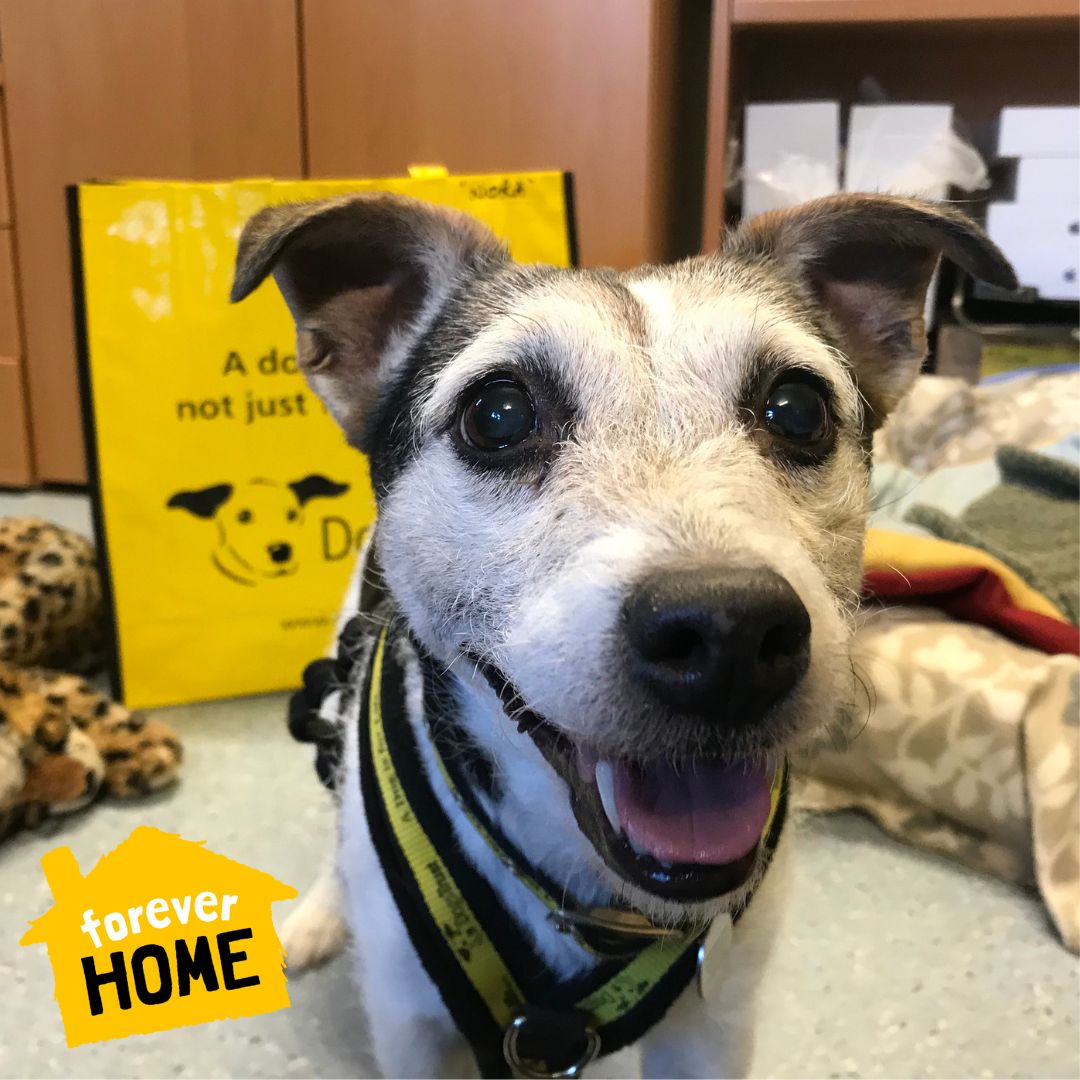Kicking off #MondayMorning with Nora's happy little face. 😍 This is Nora on her adoption day. @DogsTrust #Ilfracombe 💛🐶💛 She is a 10-year-old Jack Russell who loves ball and has now found a fur'ever home. 🐾 #ADogIsforLife #RescueDog #GotchaDay 🐾