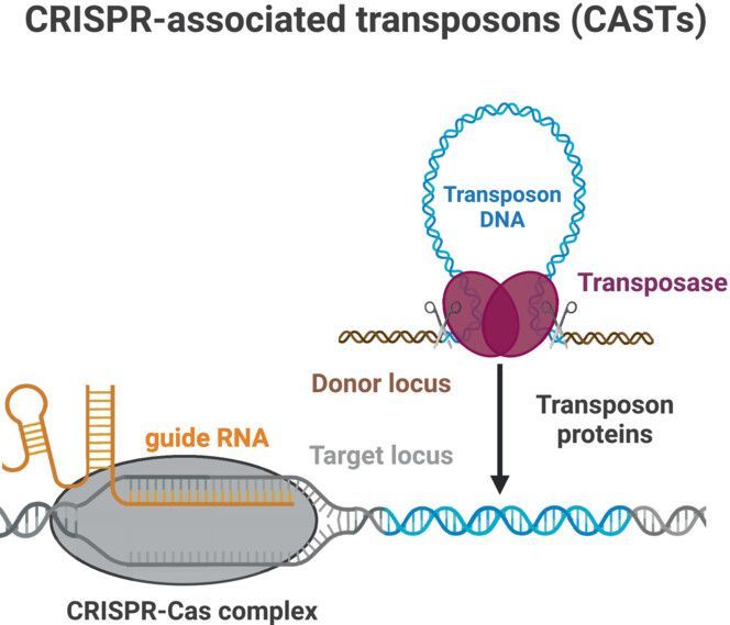 FEBS Open Bio (@febsopenbio) on Twitter photo 🛠️Keen to explore transposon-based tools for site-specific gene integration?
➡️DNA on the move: mechanisms, functions & applications of transposable elements
🔓buff.ly/3RF0nRG
🖊️<a href="/Michael__Sch/">MichaelSchmitz</a> <a href="/irma_querques/">Irma Querques</a>
#TransposableElements #CRISPR
#GenomeEngineering #Transposons 🛠️Keen to explore transposon-based tools for site-specific gene integration?
➡️DNA on the move: mechanisms, functions & applications of transposable elements
🔓buff.ly/3RF0nRG
🖊️<a href="/Michael__Sch/">MichaelSchmitz</a> <a href="/irma_querques/">Irma Querques</a>
#TransposableElements #CRISPR
#GenomeEngineering #Transposons