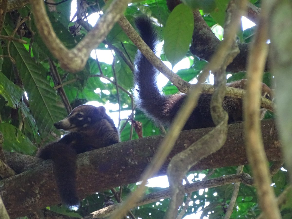 My first PhD chapter is out as a preprint!🎉 Investigating white-nosed coatis, we collared entire groups and uncovered a fascinating pattern: consistent subgrouping with close relatives!📚