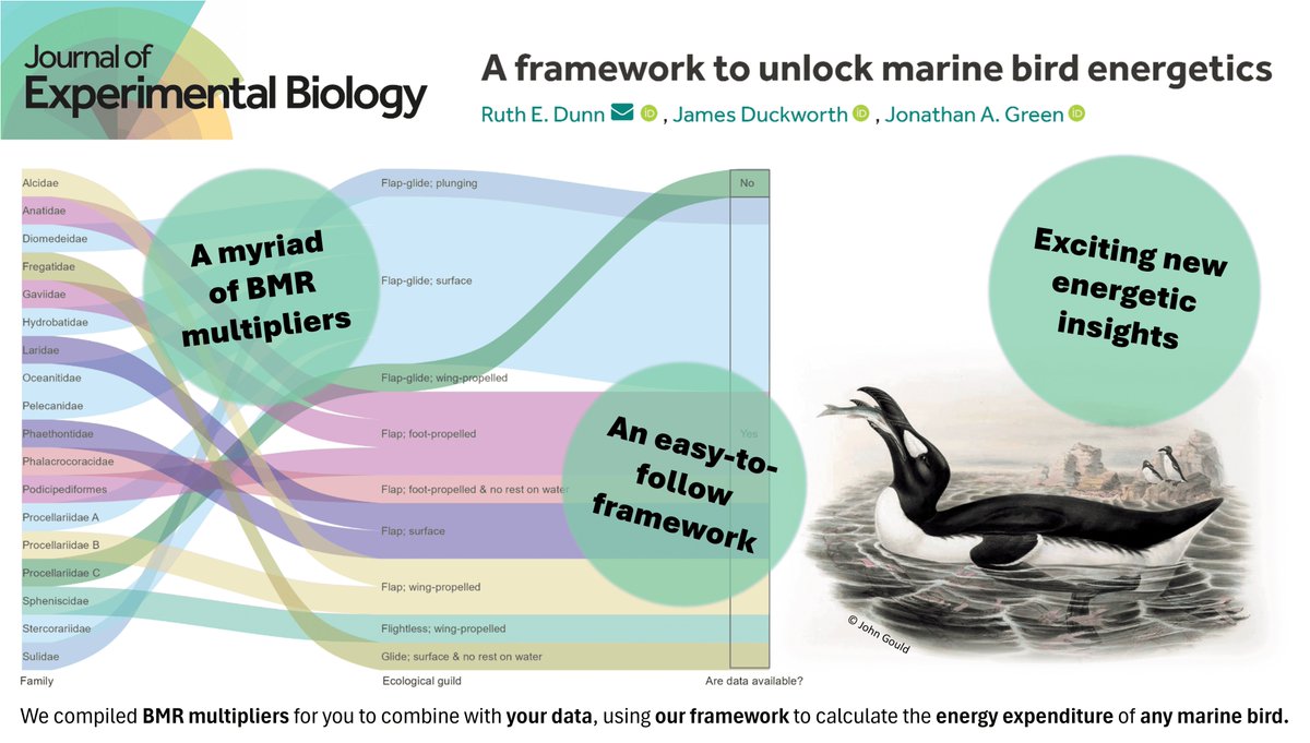 #NewPaper providing a framework that YOU can use to estimate the amount of energy that any population of marine bird (e.g. #seabirds, ducks, & divers) uses day-to-day. It was a pleasure to co-lead this with my PhD pal @Jamduck1 🐦 Out now in @J_Exp_Biol: doi.org/10.1242/jeb.24…