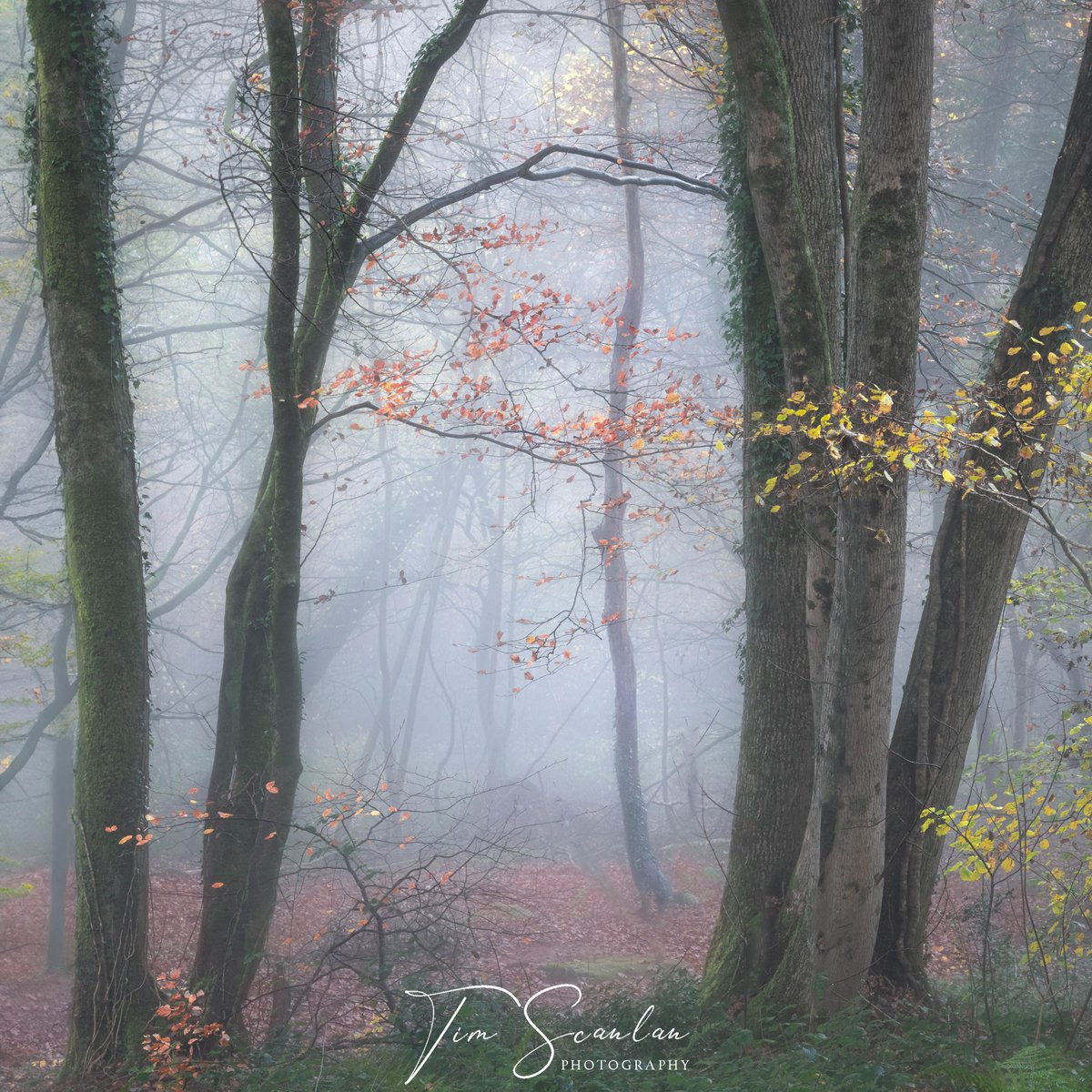 Garth Woods, Pentyrch, South Wales