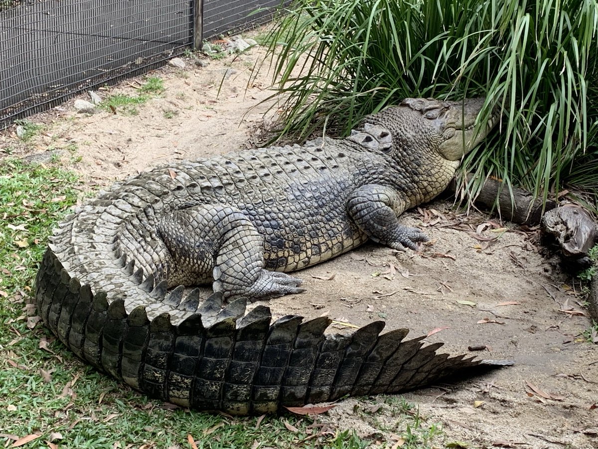 matt watson (@mwcwatson) on Twitter photo To ā¦<a href="/couriermail/">The Courier-Mail</a>ā© ā¦<a href="/TheCairnsPost/">Cairns Post</a>ā© ā¦<a href="/tsv_bulletin/">Townsville Bulletin</a>ā© ā¦<a href="/abcnews/">ABC News</a>ā© ā¦<a href="/7NewsBrisbane/">7NEWS Queensland</a>ā© and all in between.
There are no croc infested waters in Queensland. A mouse plague is an infestation. An average of 1 croc per kilometre is NOT an infestation. To ā¦<a href="/couriermail/">The Courier-Mail</a>ā© ā¦<a href="/TheCairnsPost/">Cairns Post</a>ā© ā¦<a href="/tsv_bulletin/">Townsville Bulletin</a>ā© ā¦<a href="/abcnews/">ABC News</a>ā© ā¦<a href="/7NewsBrisbane/">7NEWS Queensland</a>ā© and all in between.
There are no croc infested waters in Queensland. A mouse plague is an infestation. An average of 1 croc per kilometre is NOT an infestation.