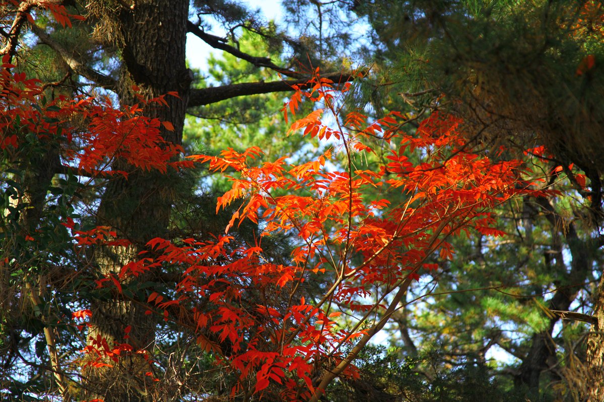 cinq_sp's tweet photo. 風が強い
#5Dmk2 https://t.co/Z5sqHDKdHd