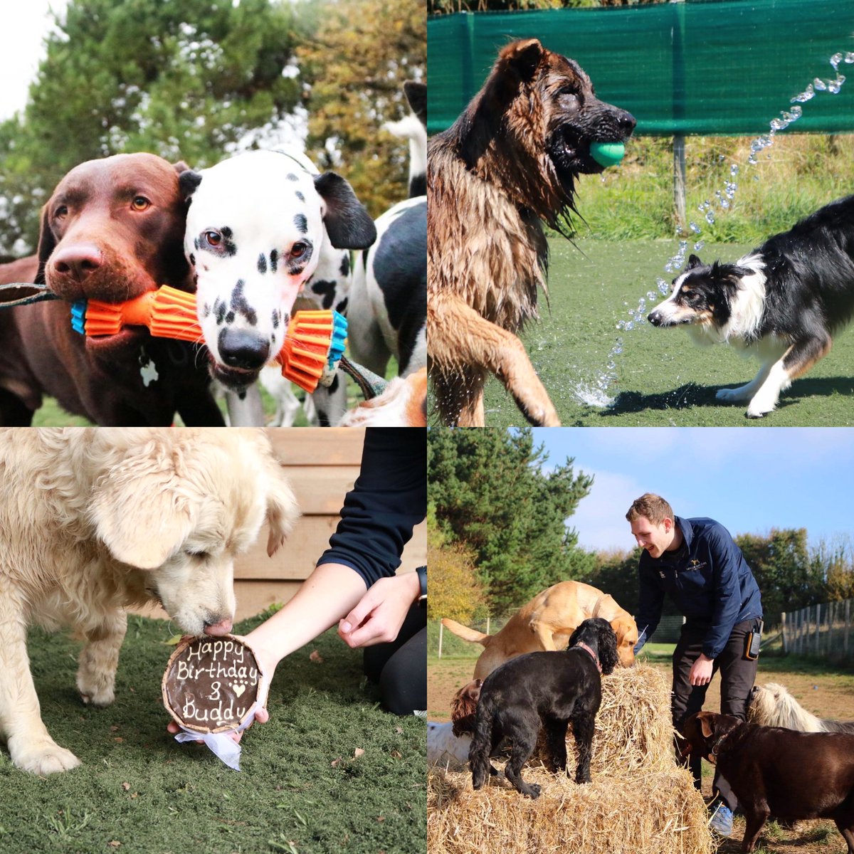 Life is better with friends 🐾♥️ These are some of the pawsome pack at @DoggyDaycareSW #Cornwall enjoying all that their fabulous facilities have to offer They provide the perfect alternative to #dogboarding, sitting and #kennels dotty4paws.co.uk/businesses/lis… #EarlyBiz