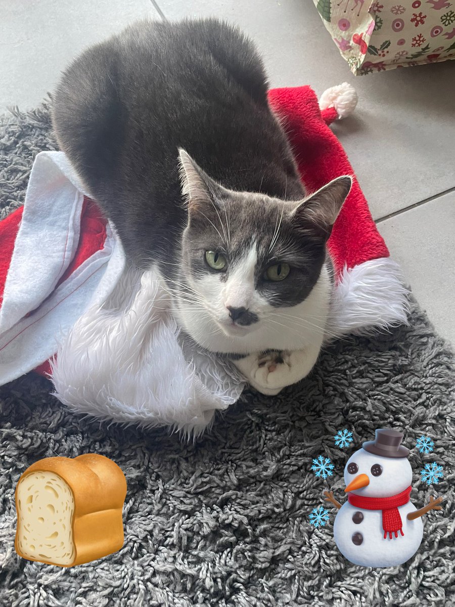 Anyone for a yummy 😋 festive loaf??  🍞 😹👍 ☃️ 🎅🎄love and purrs- Luna 💗🐾
#CatsofTwitter #newweek #monday #MondayMorning #MondayMotivation #MondayThoughts #tuxiesrule #ChristmasCountdown #tuxiegang