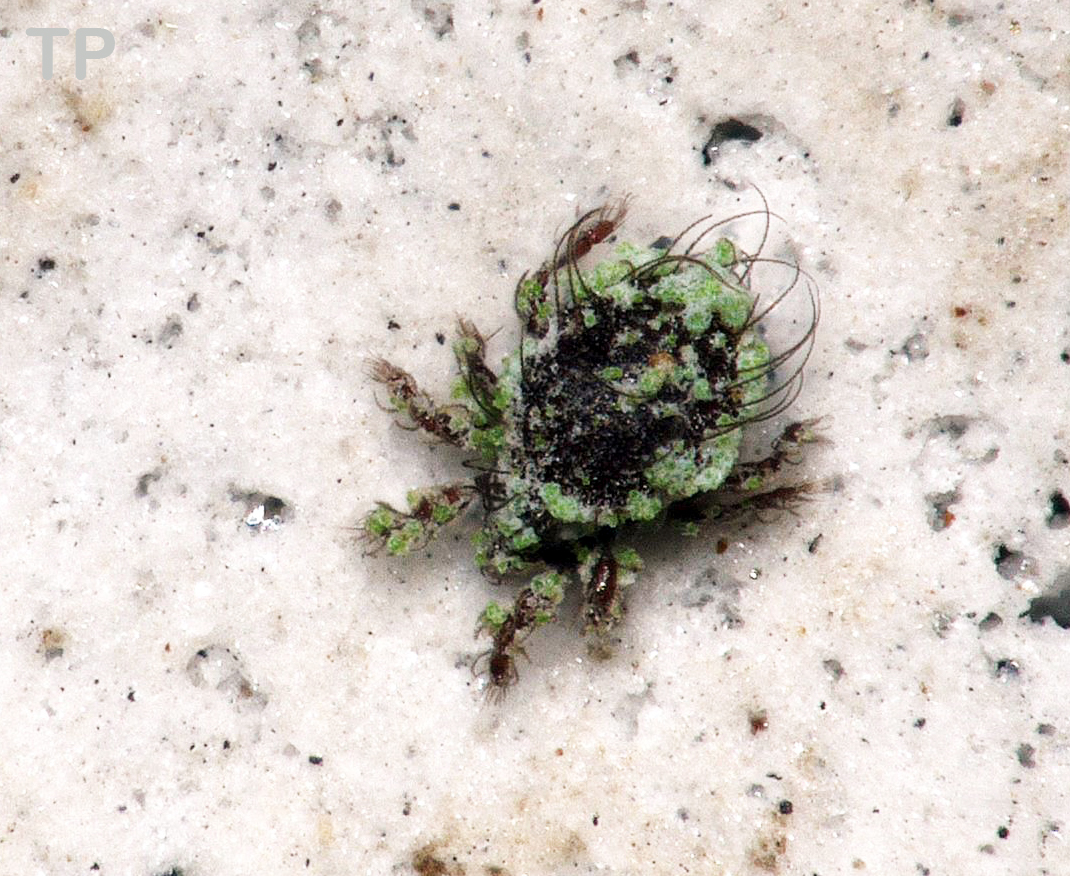 One post more for this #MiteMonday! Here is Tricheremaeus abnobensis an oribatid mite that we found in the lichen #Cladonianorvegica. This little hairy fellow is covered with the green soredia of the lichen.
#Oribatida, #lichen.