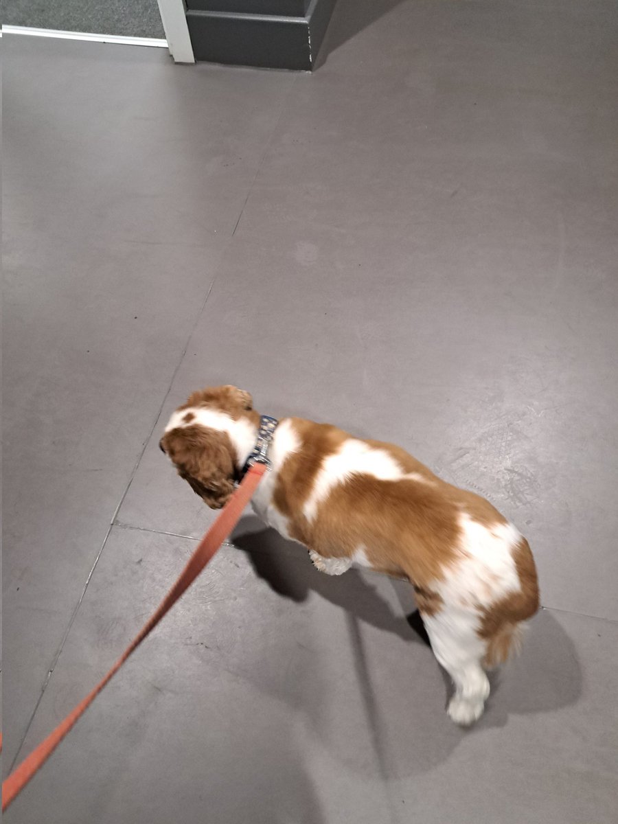 Mrs A Walters-Bresner (@awb323) on Twitter photo I had a little help this morning! Daisy was so impressed with all of the hard work and resilience being shown by our amazing pupils during assessment week. @WHSdog <a href="/WhitmoreHigh/">Whitmore High School</a> <a href="/jones_whs/">MrsJonesWHS</a> <a href="/MissAScience/">Miss A 🧪</a> <a href="/MrsThomasMFL/">Mrs Thomas</a> I had a little help this morning! Daisy was so impressed with all of the hard work and resilience being shown by our amazing pupils during assessment week. @WHSdog <a href="/WhitmoreHigh/">Whitmore High School</a> <a href="/jones_whs/">MrsJonesWHS</a> <a href="/MissAScience/">Miss A 🧪</a> <a href="/MrsThomasMFL/">Mrs Thomas</a>
