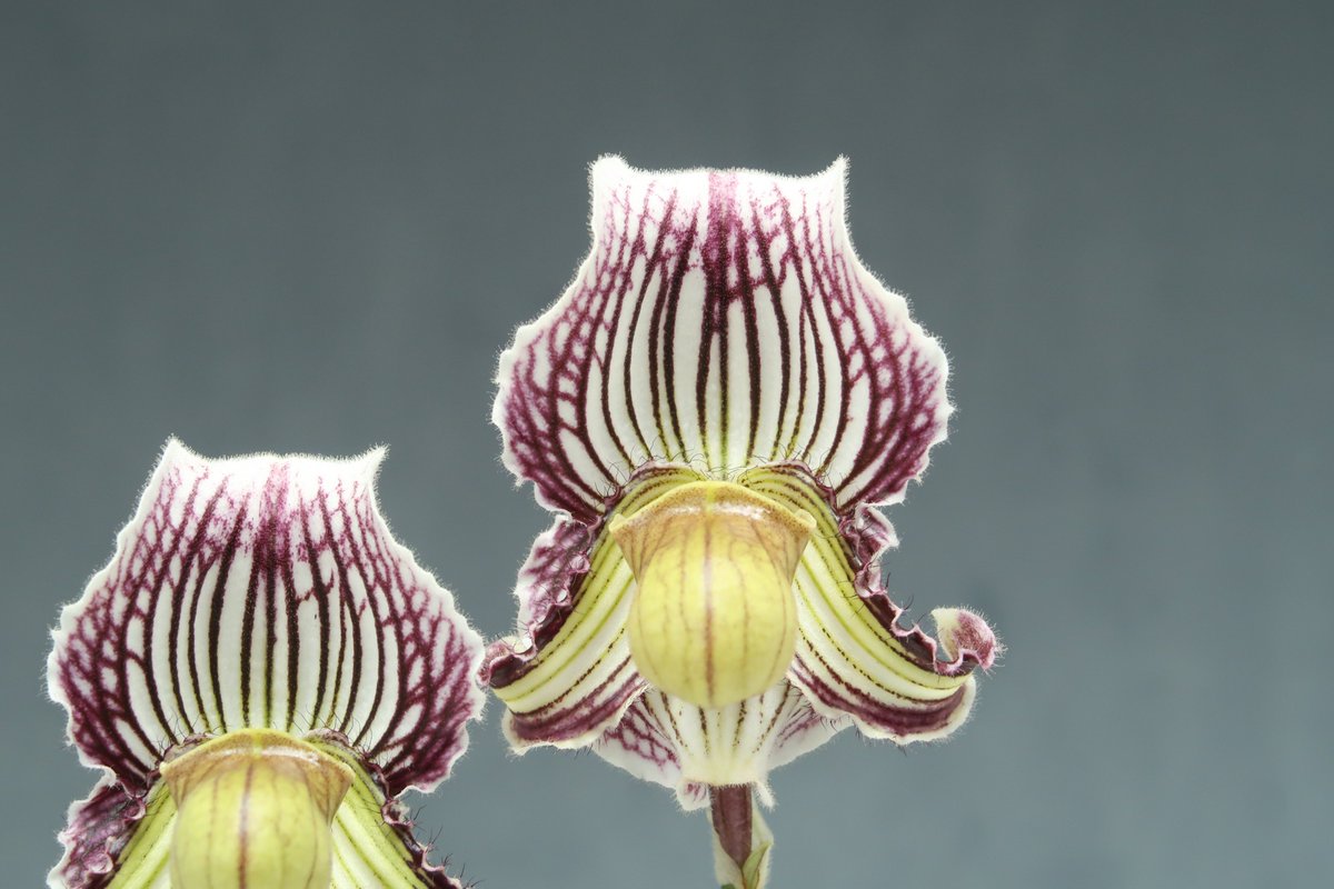 ブバリア様 ブバリア-花しらべ-花図鑑