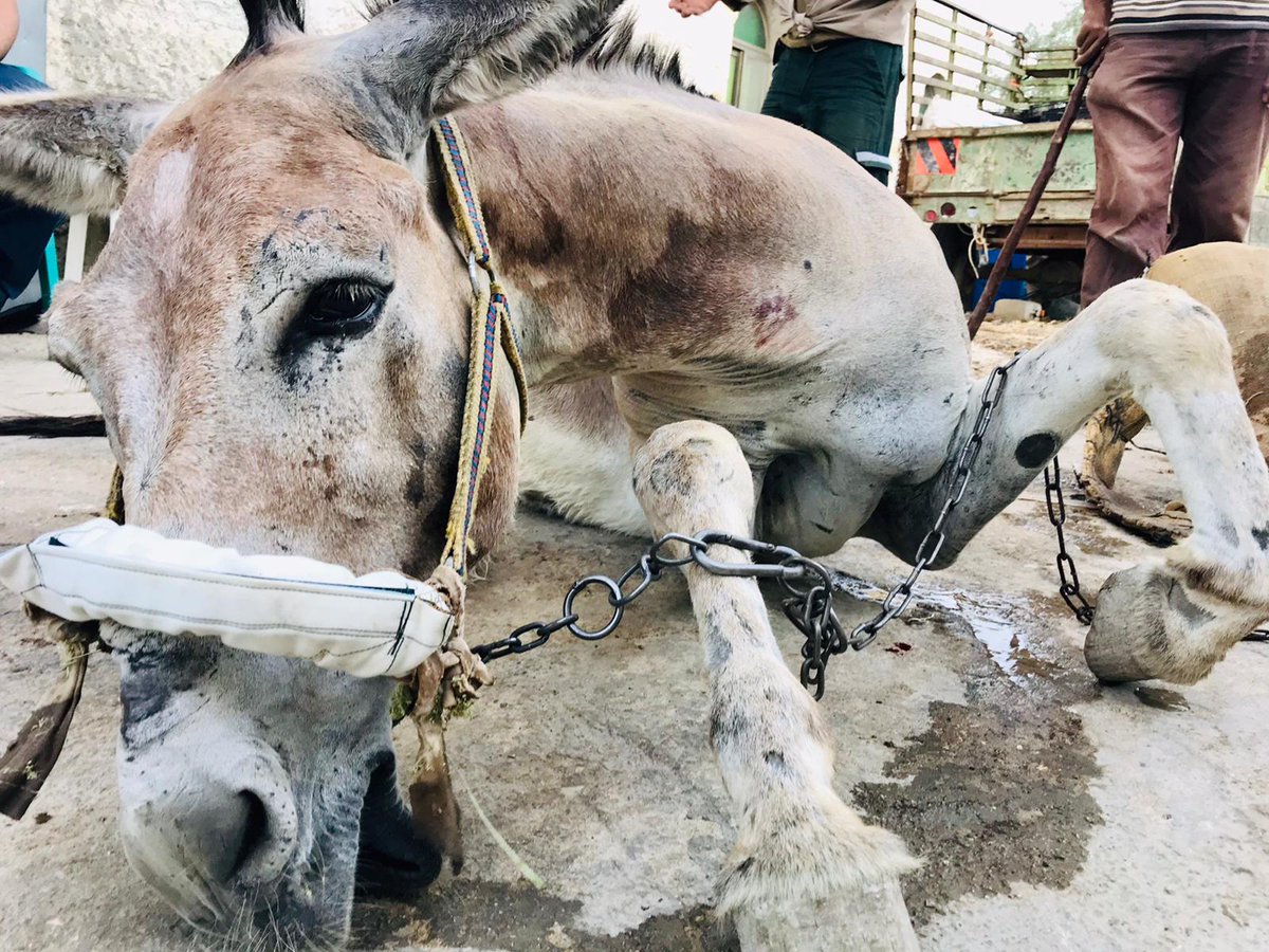 💔 Without our mobile clinic 🚑 finding & treating these sick & injured donkeys - they may well just be left to suffer or worst, die if they don’t get the urgent medical treatment they often desperately need 💔 🚨 Please support our vital work:- ow.ly/41Cr50OGymX 🙏👏