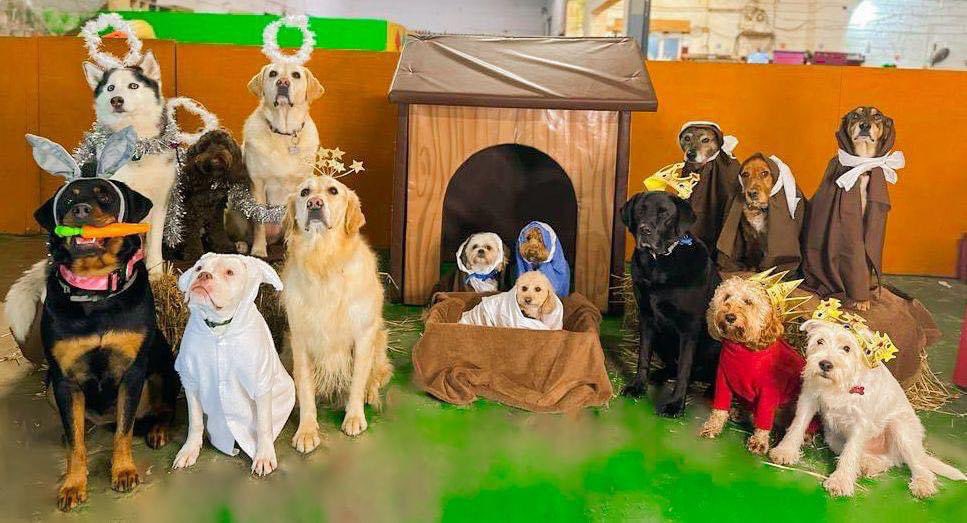 Dogs 4 Rescue (@dogs4rescue) on Twitter photo The best thing you will see today is this nativity scene from our <a href="/Daycare4Dogs/">Daycare 4 Dogs</a> family who do so much to help our rescue. How do they get them to all sit still?! 🐶🎄🐶🎄🐶🎄 The best thing you will see today is this nativity scene from our <a href="/Daycare4Dogs/">Daycare 4 Dogs</a> family who do so much to help our rescue. How do they get them to all sit still?! 🐶🎄🐶🎄🐶🎄