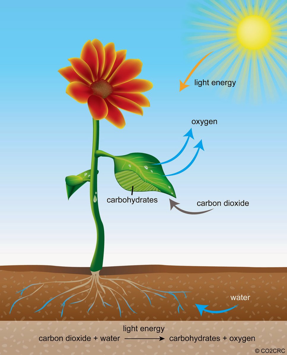 Energy basics:

Mother Nature takes CO2, Water and the Sun's energy and makes plants

In the process she gives off oxygen into the air

When we burn fossil fuels, we just do it in reverse.

We put back the oxygen from the air. And  in return we get the original energy  and CO2