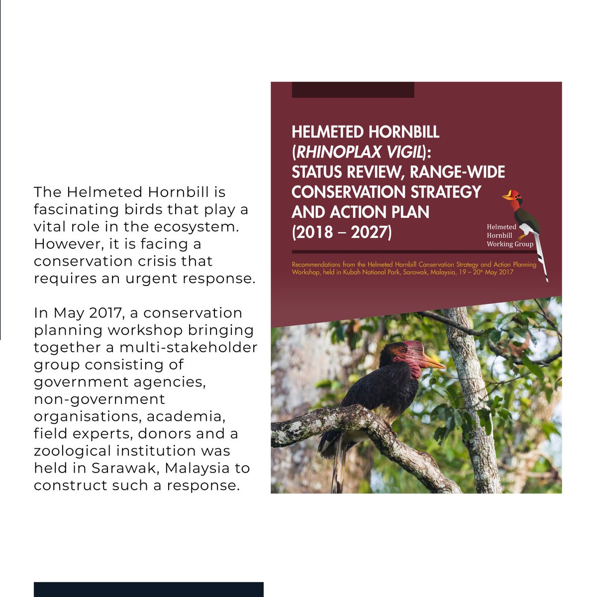 Hello hornbill friends! 👋 Have you had a chance to read the 10-Year Conservation Strategy and Action Plan by the Helmeted Hornbill Working Group (HHWG)? You can visit iucnhornbills.org/helmeted-hornb… to download and learn more about the HHWG's conservation strategy and plans.