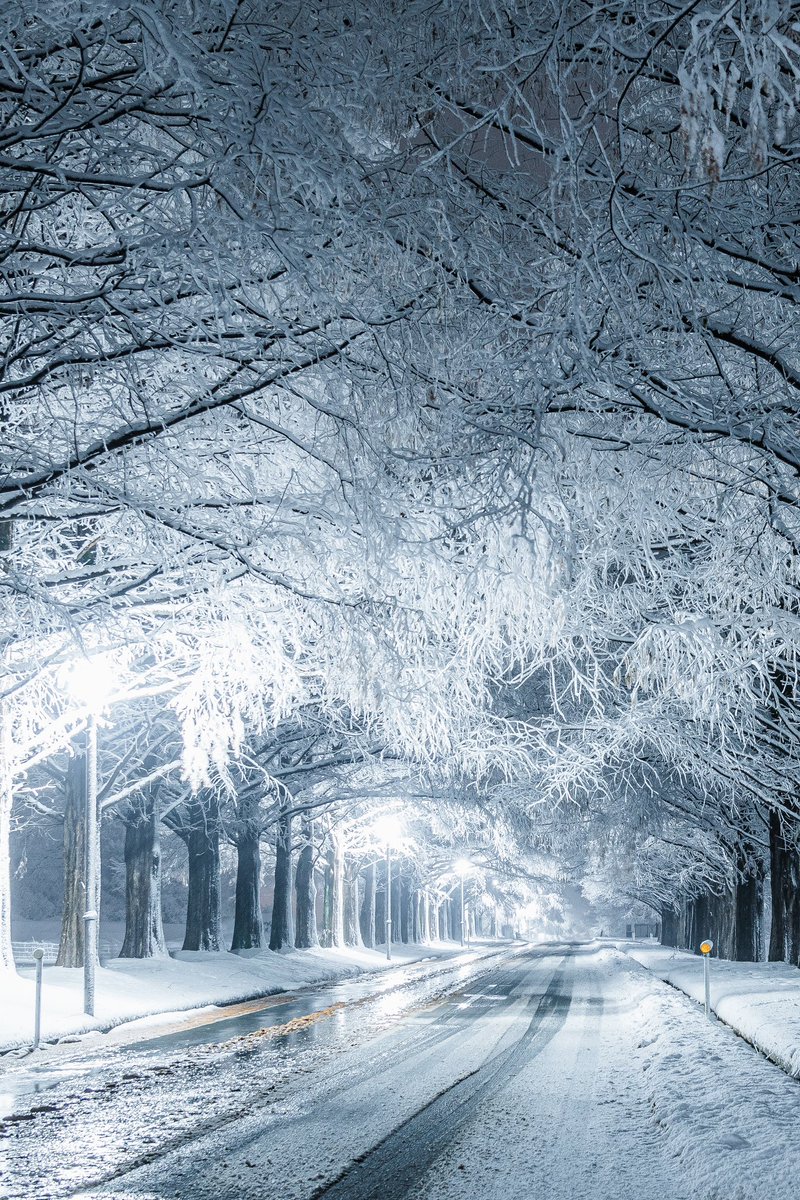 かの有名な滋賀の紅葉が綺麗なメタセコイア並木、雪が降るとこうなる。