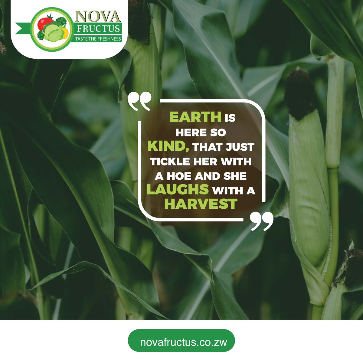 Let’s all be thankful to earth 😊

#novafructusfarming #farmingquotes #kindearth #earth #harvest #agriculture #zimfarmers #farmingtrends #farminglife