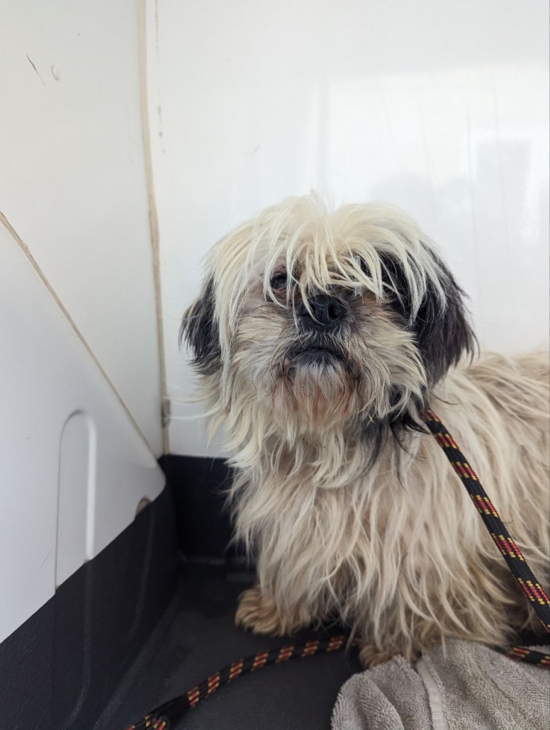 Please retweet to HELP FIND THE OWNER or A RESCUE SPACE for this found/ abandoned dog #STALBANS #HEMELHEMPSTEAD #HERTFORDSHIRE #UK 

Matted coat, smelly, Shih Tzu, female, chip not registered found 15 December. Now in a council pound, she could be missing or stolen from another…