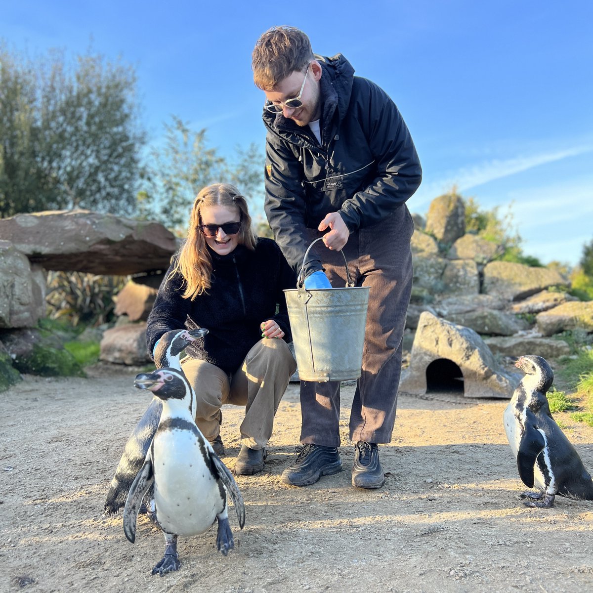 🎄Christmas Giveaway🎄 🏆 Penguin Experience for two! Winner gets behind the scenes to meet our penguins up close for an unforgettable adventure! HOW TO ENTER: ⭐️ Follow us ⭐️ Retweet this tweet ⭐️ Tag a Friend 📅 Ends: 25th of Dec #chrismtasgiveaway #gift #animallover