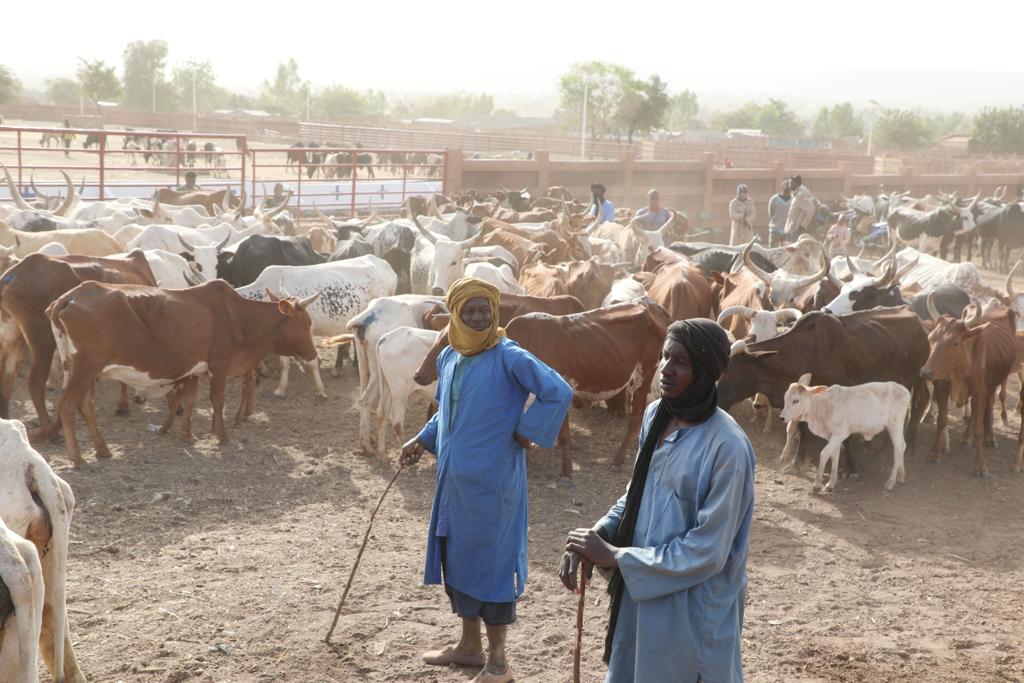 Campagne de vaccination du cheptel malien : Le Premier ministre lance officiellement la campagne 2023-2024. Le chef du gouvernement, Dr Choguel K Maiga a procédé ce dimanche 17 décembre 2023, à Kambila, au lancement de la campagne nationale de vaccination du cheptel du pays.