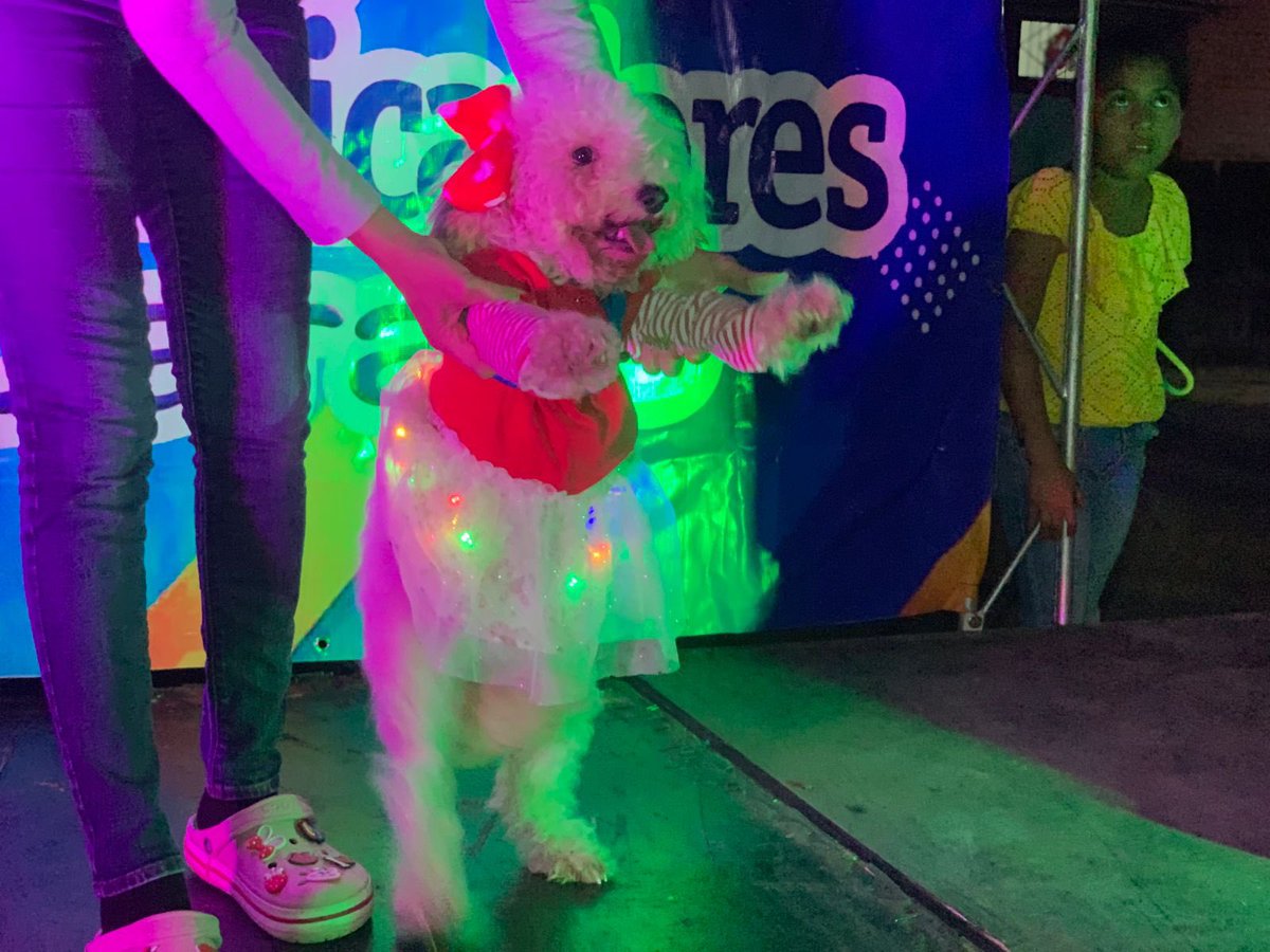 🔰Carazo realizó pasarela de mascotas con trajes navideños “Navipets” desfilando con alegria y encanto la magia navideña.🎄🐶🐕🐈🐩 #mimascotamiamigo #somosguardabarranco💚