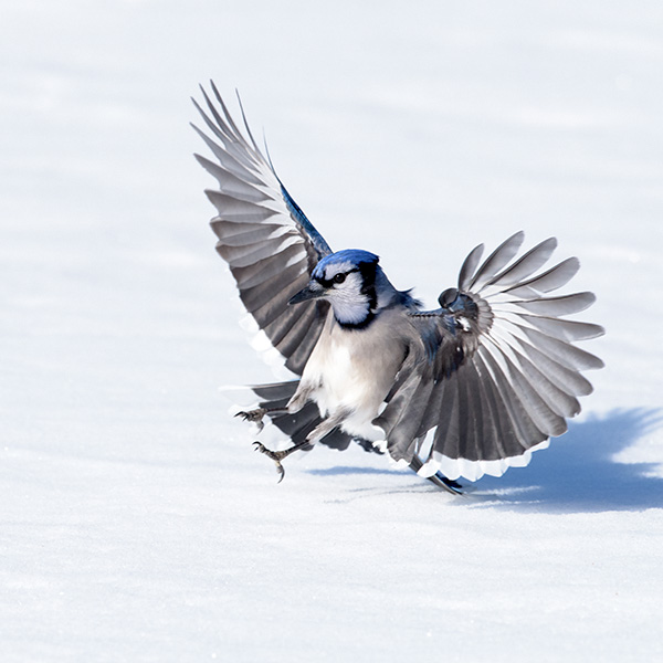A Blue Jay landing on snow! Get it here: jan-luit.pixels.com/featured/the-l… #AYearForArt #BuyIntoArt #WildlifePhotography #Art #NaturePhotography #PhotographyIsArt #Nature #Photography #fotografie #Natuur #Christmas #GiveArt #giftidea #ChristmasGift #Christmas2023 #Birdwatching #Vogel
