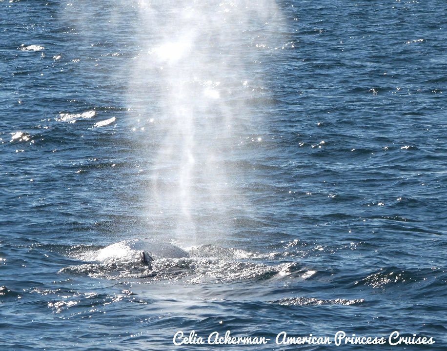 There she blows….. lots of whale sightings still off our coast. December whale watching trios have been excellent. #whalewatching #nywhalewatching #whalewatchingtour