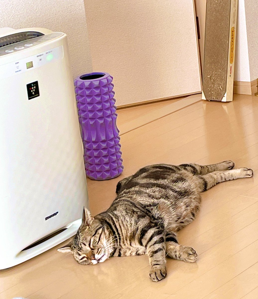 どうしてそこで寝る💤