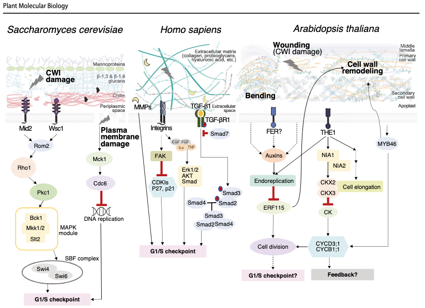 Coordination between #plant #cellcycle progression & #cellwall integrity
link.springer.com/article/10.100…