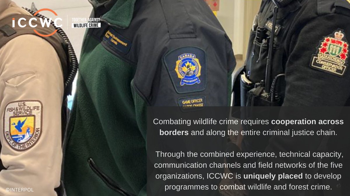 Combating #wildlifecrime requires cooperation and coordination across borders & along the entire criminal justice chain. 🌍 Find out more about how #ICCWC is uniquely placed to support countries ➡️ iccwc-wildlifecrime.org. #TogetherAgainstWildlifeCrime