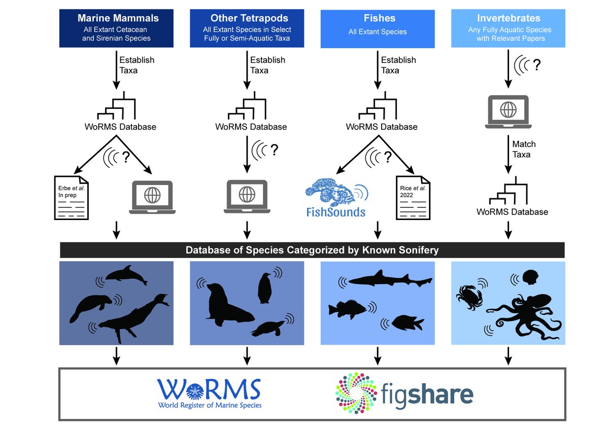 A group from @GLUBS1 and FishSounds.net—involving 19 authors across 6 countries—collaborated with @WRMarineSpecies to create an inventory of species confirmed or expected to produce sound underwater. See the new Looby et al., 2023 to learn more! doi.org/10.1038/s41597…