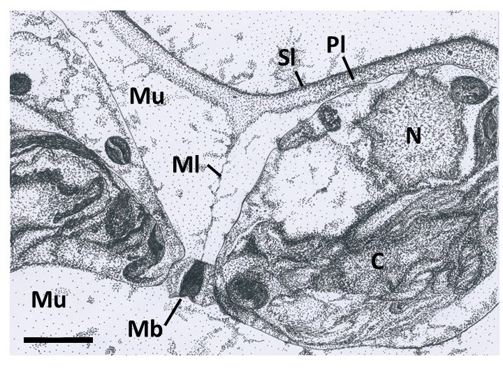 Chapter 23 by Rawen Ben Malek and @GMouilleGroup : The middle lamella between anthropic and evolutionary contexts @INRAE_France