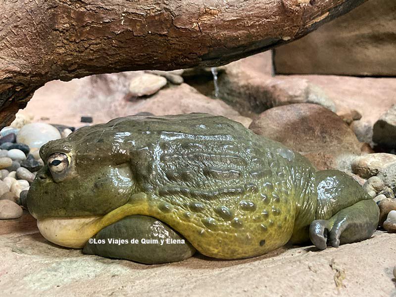 🆕 ¡Nuevo post! 🆕

Estuvimos en el CRARC en Masquefa, un centro de recuperación de anfibios y reptiles en Cataluña que llevan más de 30 años ayudando a muchos animales. 🐢 

¿Quieres conocerlos? 🐸

▶️ bit.ly/3tmdo9r ◀️

<a href="/CRARC_Masquefa/">CRARC</a>