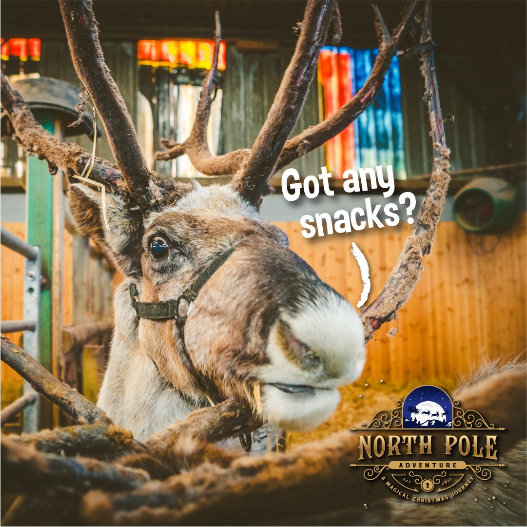 Rudolph's friends have set up camp here at the National Forest Adventure Farm whilst our North Pole Adventure is on! ❄️🦌 It's the LAST WEEK to come and visit!🎅 Book your tickets on our website: pulse.ly/1dheeux8kp